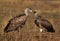 A pair of Ruppells Griffon Vultures at Masai Mara