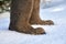 Pair of Russian felt winter shoes valenki on the white snow