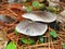 Pair of Russula grey mushrooms found in NewYorkState