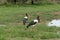 A pair of saddle-billed storks pecking for food in the grass. The male stork has brown irises while the female has golden yellow