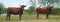 Pair of Salers cows in Auvergne
