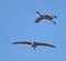 Pair of Sand Hill Cranes in Flight