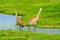 Pair of sand-hill cranes in a pond