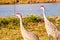 Pair of Sand Hill cranes searching for next meal