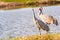 Pair of Sand Hill cranes, walking and preening feathers