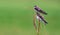 Pair of sand martins sit on a reed mace stems with green background