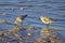 Pair of Sanderlings Foraging In The Surf