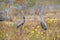 Pair of Sandhill Crane on swamp prairie, Okefenokee Swamp National Wildlife Refuge, Georgia