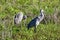 Pair of Sandhill cranes (Antigone canadensis) preening and ruffling feathers