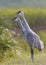 Pair of Sandhill Cranes calling - Melbourne, Florida