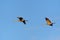 A Pair of Sandhill Cranes Flying