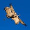 Pair of Sandhill Cranes soaring through sky.