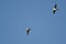 Pair of Sandpipers Flying in a Blue Sky