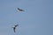 Pair of Sandpipers Flying in a Blue Sky