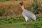 Pair of sarus cranes bird, natural, nature, wallpaper