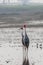 A pair of Sarus Cranes looking around