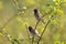 Pair of scaly breasted munia sitting on branch