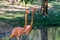 A pair of Scarlet American flamingo Phoenicopterus ruber in a lake,   naturally appears in North America and Caribbean range