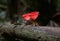 Pair of Scarlet Elf Cup Fungi or Champagne Glass Mushroom Growing on Decayed Log in the Rain Forest of Thailand