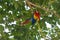Pair of Scarlet Macaw Ara macao in a tree on the edge of the Pacific Ocean in Costa Rica.