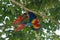 Pair of Scarlet Macaw Ara macao in a tree on the edge of the Pacific Ocean in Costa Rica.