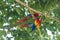 Pair of Scarlet Macaw Ara macao in a tree on the edge of the Pacific Ocean in Costa Rica.