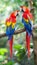 Pair of scarlet macaws perched on branch with blurred background and copy space for text