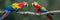 Pair of scarlet macaws perched on branch with blurred background, copy space for text