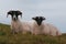 A pair of Scottish Blackface Sheep on the Island of Mull,Scotland,UK.