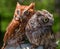 Pair of Screech Owls in Captivity