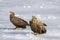 Pair Sea eagles