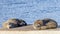 Pair of sea lions on the rocks of Kingscote, Kangaroo Island, Southern Australia. One sleeps and the other growls.