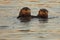 Pair Of Sea Otters