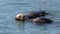 Pair of sea otters floating in Pacific ocean at Homer Alaska USA