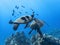 Pair of Sea Turtles in School of Black Fish Over Reef Underwater