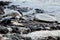 A pair of sea turtles sunning on a rocky shoreline