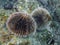 A pair of sea urchins on a rock near Cabo San Lucas in Baja California