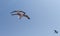 A pair of seagull flying in the sky.