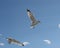 Pair of seagulls in blue sky