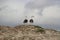 A pair of seagulls on the dunes in front of a dramatic sky. South Africa.