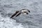 Pair of seagulls flies against the sea in nasty weather