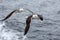 Pair of seagulls flies against the sea in nasty weather