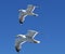 pair of seagulls in flight