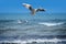 Pair of seagulls are flying at the beach, ocean as background