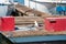 Pair of seagulls larus californicus on a floating dock with fishing boats in the background