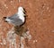 A pair of seagulls nesting