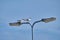Pair of seagulls perched on lampposts on the background of the blue sky. place for text