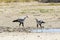 Pair of secretary birds, Sagittarius serpentarius, at waterhole, Kgalagadi Transfrontier Park