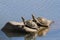 A pair of Serrated Hinged Terrapin Pelusios sinuatus basking in the sun on a rock together