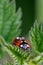 Pair of seven spot ladybirds Coccinella septempunctata mating on the leaf of a stinging nettle